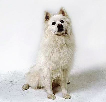 SPITZ MARE GERMAN